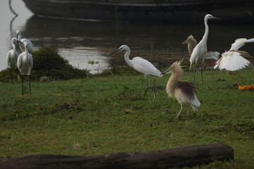 heron, black-headed ibis, and egrets are elegant wading birds with long legs, seen near wetlands, feeding on fish and insects.