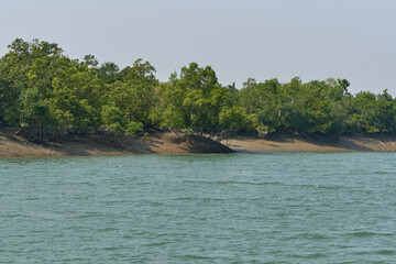 biodiversity of Sundarbans, characterized by its vast mangrove forests, a network of waterways, and...