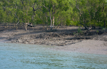 biodiversity of Sundarbans, characterized by its vast mangrove forests, a network of waterways, and...
