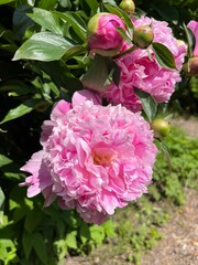 Blooming soft pink terry Paeonia Alexander Fleming in the spring peony garden. Cottage garden.Flower background