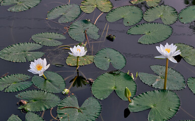 beautiful, white water lily flowers, popularly known as 'Shaluk' or 'Shapla' in Bengali language....
