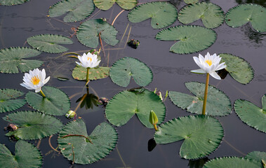 beautiful, white water lily flowers, popularly known as 'Shaluk' or 'Shapla' in Bengali language....