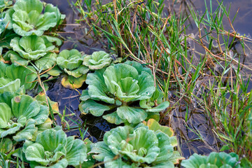 colony of Pistia stratiotes, known as Water lettuce, or water cabbage, a floating freshwater plant...
