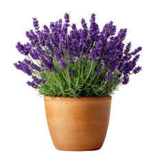 Fototapeta premium Lavender plant care tips for home gardens indoor spaces beautiful arrangements green living cut out png