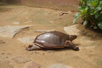Turtel : Softshell turtles are aquatic reptiles with flattened, leathery shells, long necks, and snorkel-like noses, adapted for swift swimming.