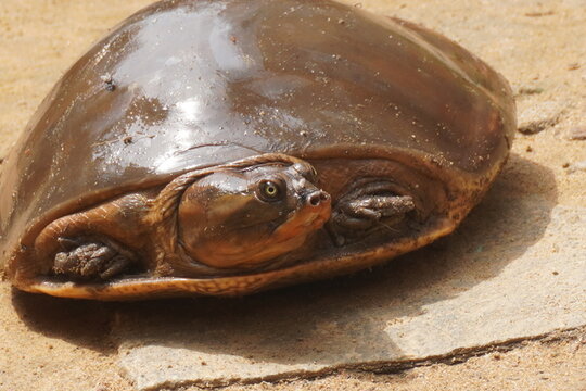 Turtel : Softshell turtles are aquatic reptiles with flattened, leathery shells, long necks, and snorkel-like noses, adapted for swift swimming.