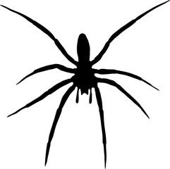 Silhouette of a spider of genius tegenaria isolated on a white background. Clipart for Halloween. Vector illustration based on a photo of a real spider. 
