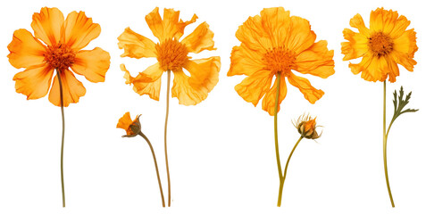 PNG Vibrant orange flowers beautifully arranged, element set on transparent background