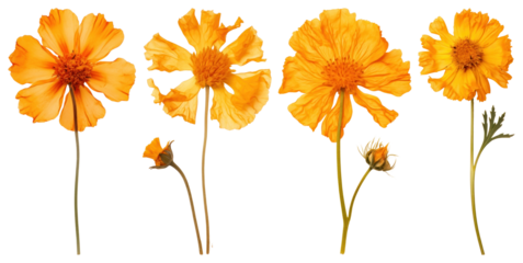 PNG Vibrant orange flowers beautifully arranged, element set on transparent background