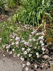 Silene acaulis.groundcover perennial plant with a dense cushion-shaped white and pink flowers....