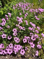 Blooming geranium cinereum ballerina with crimson  flowers in the summer garden. Potted plants, balcony flowers.Flower background.