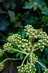 Green clusters of small round berries on plant branches in a natural garden setting with dark green...