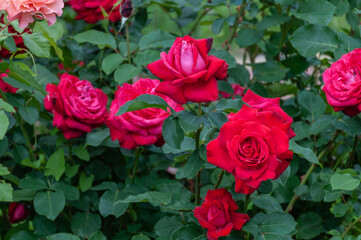 Bright red roses in full bloom. Red roses in the garden. A bush of red roses.