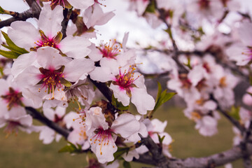 almond blossoms