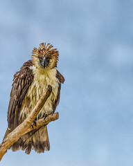 Philippine Eagle