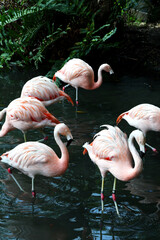 A flock of flamingoes in water