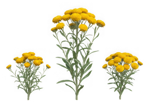Three yellow strawflower plants isolated on transparent background