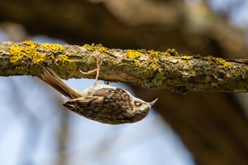 Eurasian treecreeper
