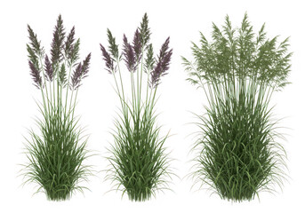 Three ornamental grass plants isolated on transparent background