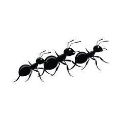 black ants on white background