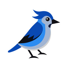 Fototapeta premium vector illustration of a blue jay bird