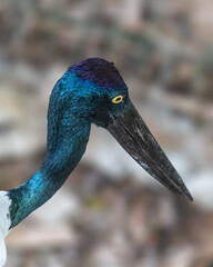 A Black necked stork close up