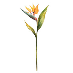A Bird Of Paradise Stem, watercolor vector, isolated on a white background.