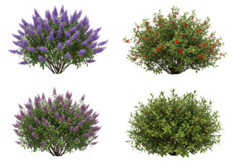 Four flowering shrubs isolated on transparent background