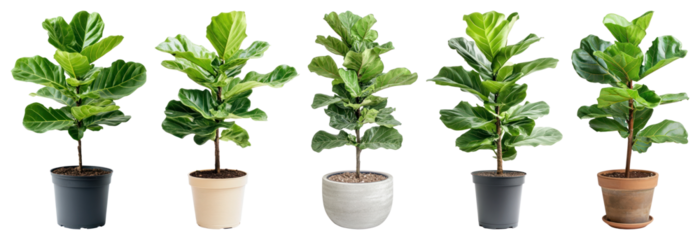 PNG Vibrant potted fiddle leaf figs, element set on transparent background