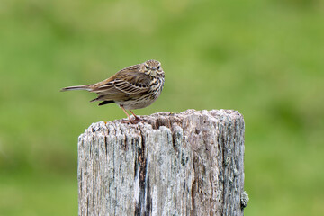 Pipit farlouse,Anthus pratensis, Meadow Pipit