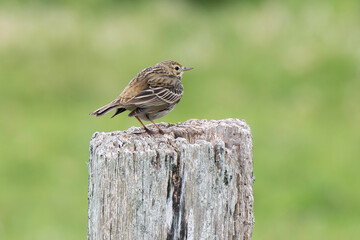 Pipit farlouse,Anthus pratensis, Meadow Pipit