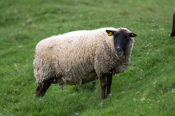 brebis, race Roussine de la Hague,, Ile de Tatihou, Saint Vaast la Hougue, Site naturel protégé,  Manche, 50, France