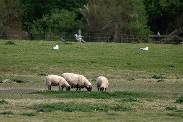 Fototapeta premium brebis, race Roussine de la Hague,, Ile de Tatihou, Saint Vaast la Hougue, Site naturel protégé, Manche, 50, France