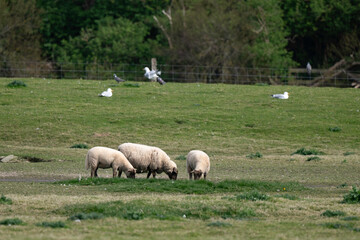 Naklejka premium brebis, race Roussine de la Hague,, Ile de Tatihou, Saint Vaast la Hougue, Site naturel protégé, Manche, 50, France
