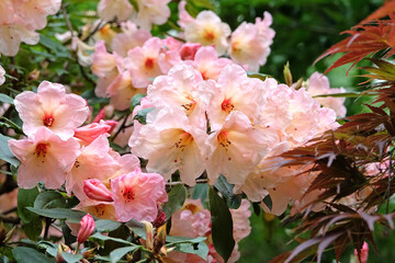 Coral pink Rhododendron ‘Vanessa Pastel’ in flower.