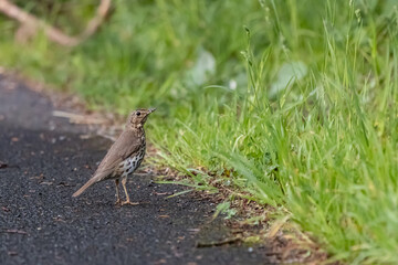 song thrush