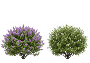 Two flowering shrubs isolated on transparent background