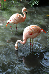 A flock of flamingoes in water