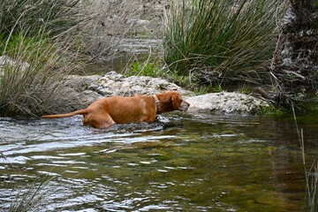 El Vizsla húngaro jugando en el río