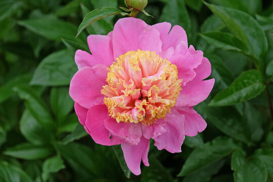 Pink and yellow Paeonia lactiflora, peony  in flower.