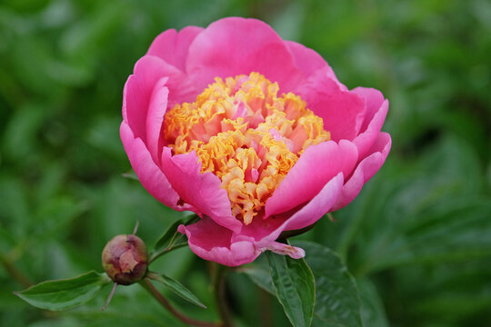 Pink and yellow Paeonia lactiflora, peony in flower.