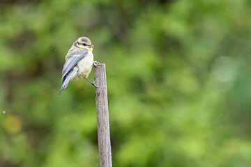 great tit parus major