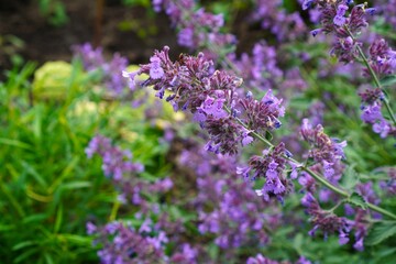 Obraz premium Close-up on lilac sage flowers on a branch in an apothecary garden in a garden plot in summer