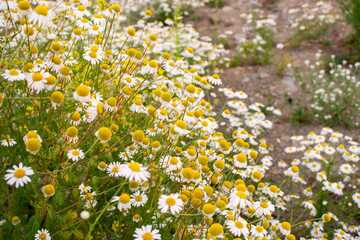 Colorful wildflower field showcases white daisies and yellow blooms, creating a vibrant natural landscape with soft textures and a peaceful ambiance for nature lovers