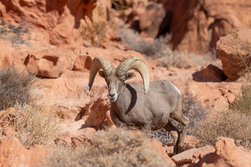Desert Bighorn Sheep Ram in the Valley of Fire State Park Nevada in Winter