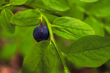 Close-up of a ripe blueberry nestled among vibrant green leaves, showcasing the natural beauty of fruit in a lush environment, freshness and organic growth