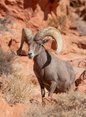 Desert Bighorn Sheep Ram in the Valley of Fire State Park Nevada in Winter