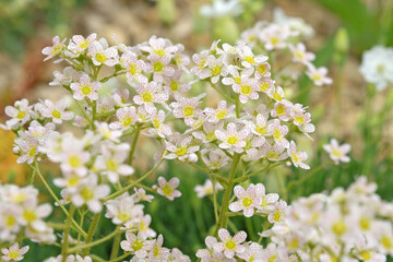 White spotted Saxifraga paniculata, also known as lifelong saxifrage, in flower.