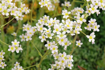 White spotted Saxifraga paniculata, also known as lifelong saxifrage, in flower.