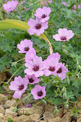 Pink veined hardy Geranium cinereum ‘Ballerina’ cranesbill, in flower.